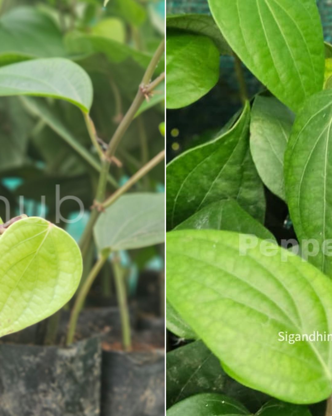 Sigandhini + IISR Thevam Plants (Pack of 5+5)