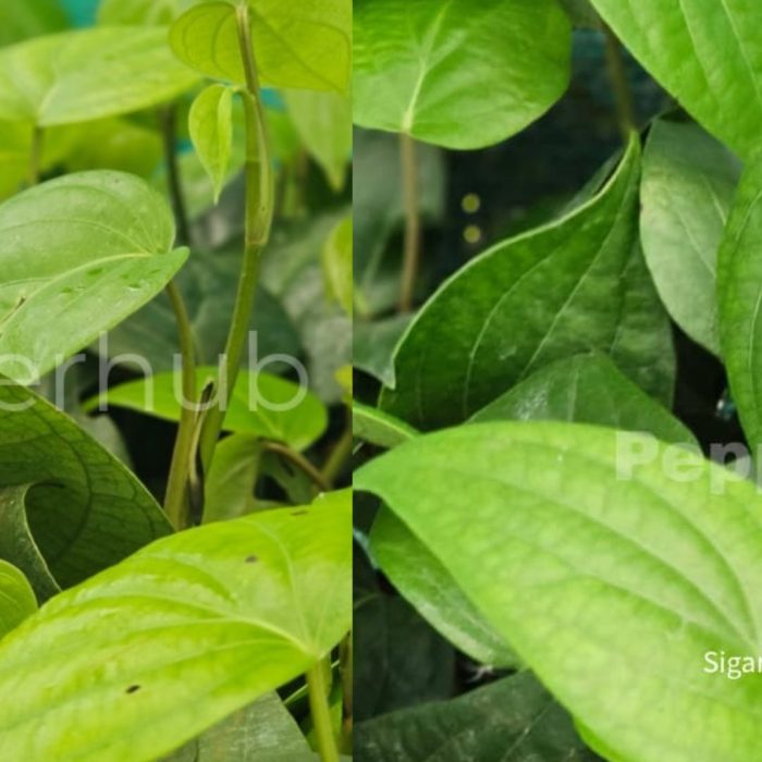Pepper Thekkan 2 + Sigandhini Plants (Pack of 5+5)