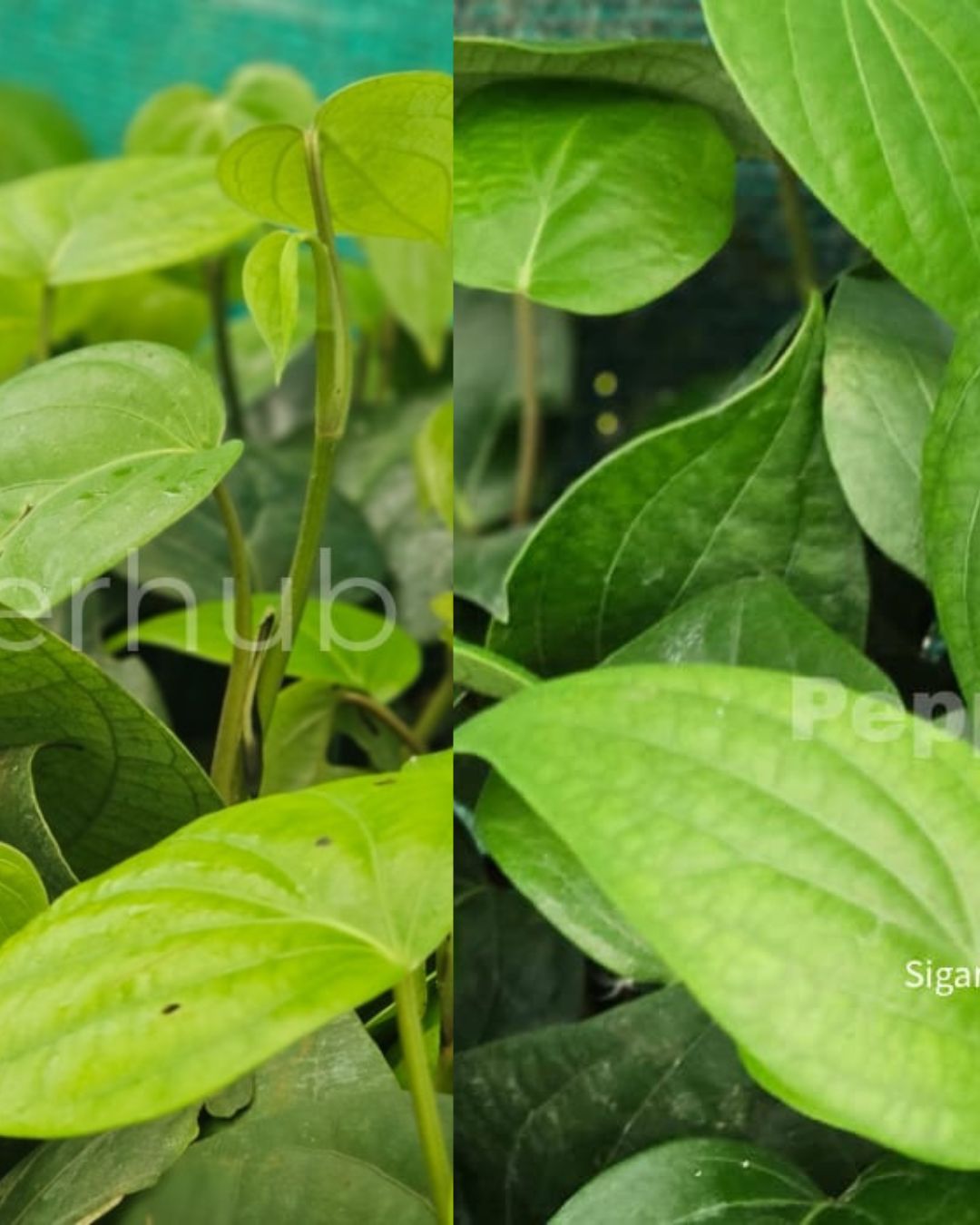 Pepper Thekkan 2 + Sigandhini Plants (Pack of 5+5)