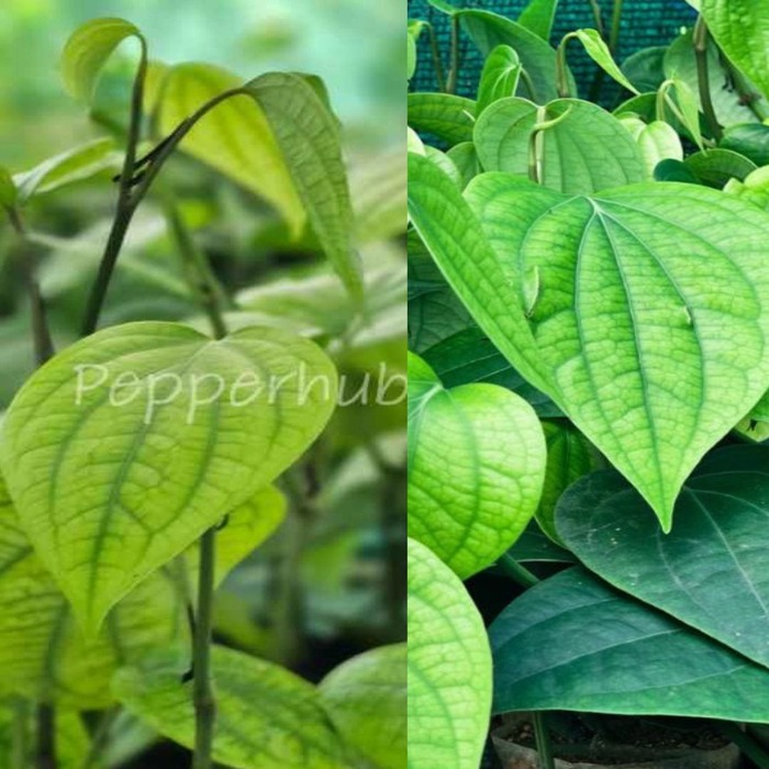 Panniyur 10 + IISR Chandra Plants (Pack of 5+5)