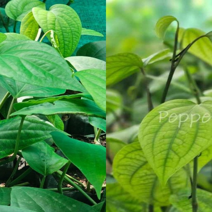 Panniyur 10 + Arakkalam Munda Plants (Pack of 5+5)