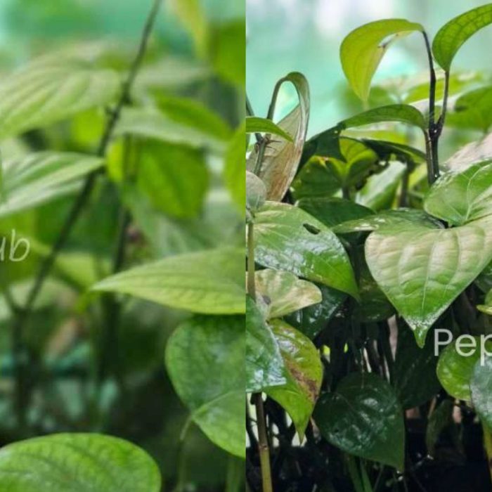 Panniyur 10 + Jeerakamundi Plants (Pack of 5+5)