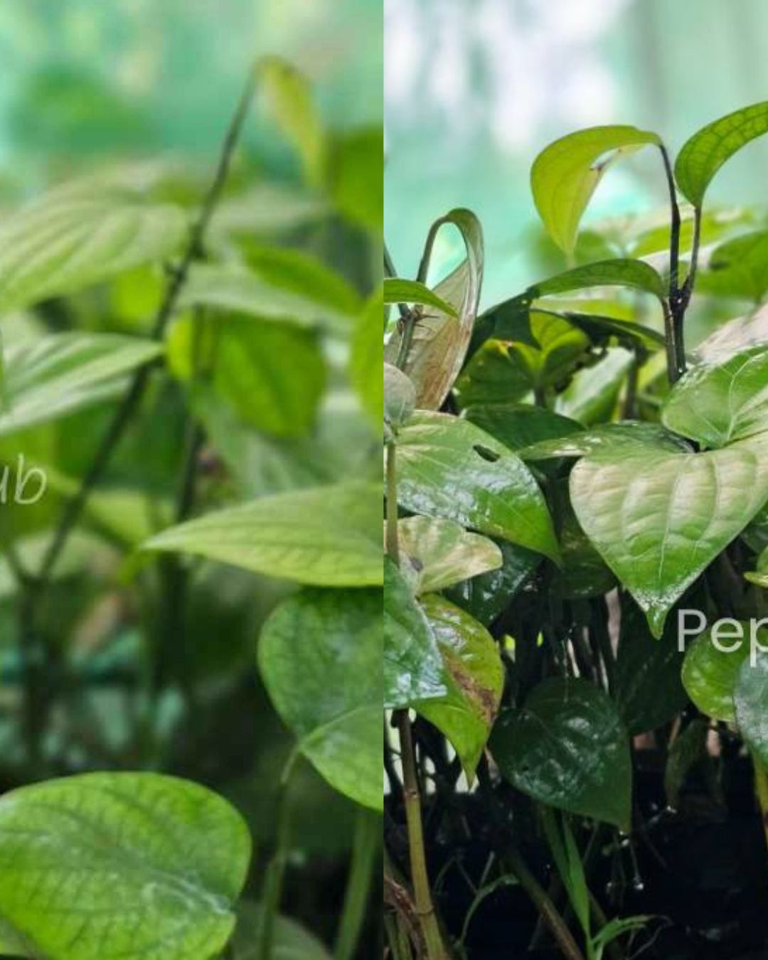 Panniyur 10 + Jeerakamundi Plants (Pack of 5+5)