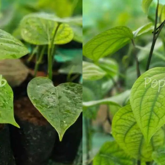 Panniyur 10 + Panniyur 2 Plants (Pack of 5+5)