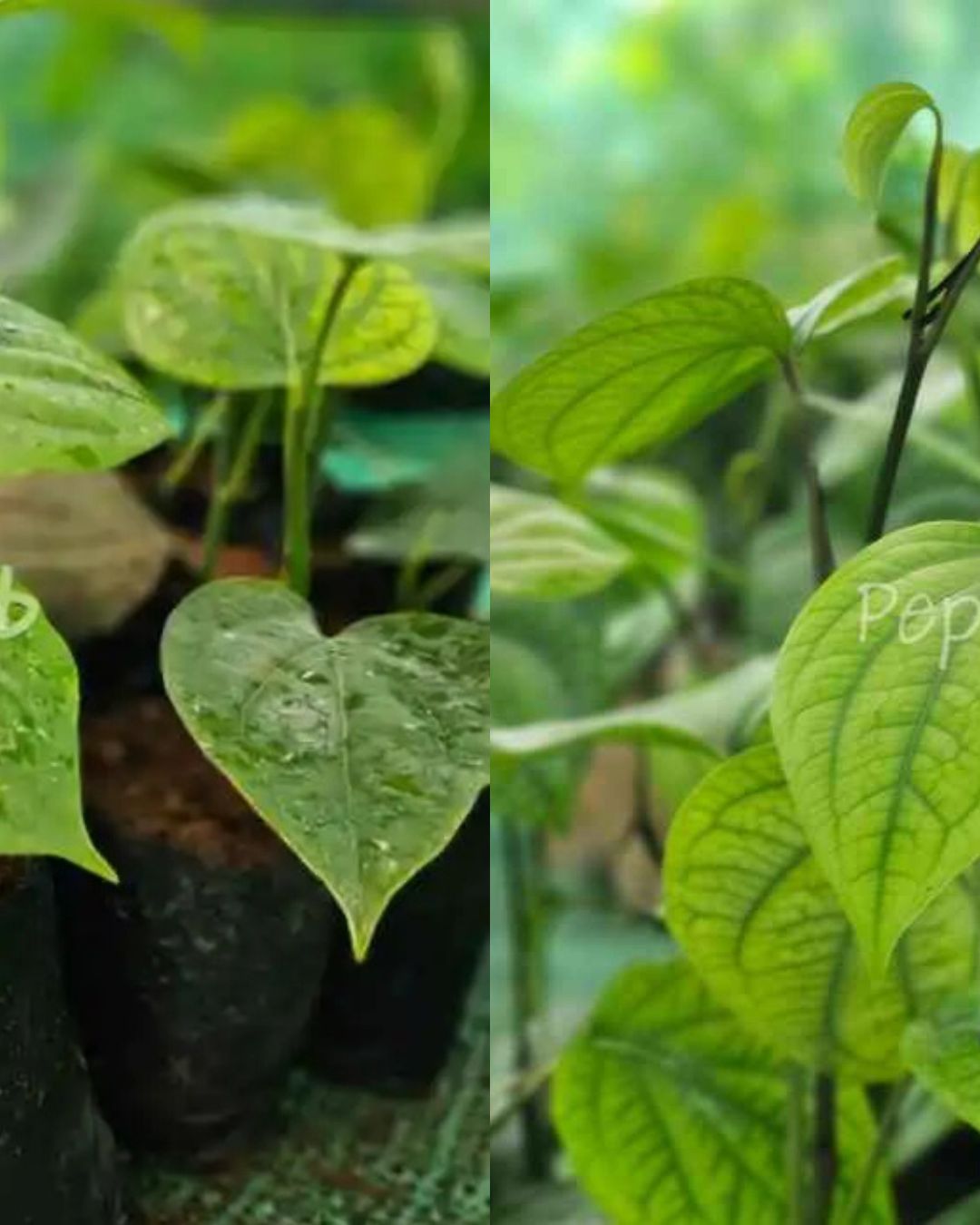 Panniyur 10 + Panniyur 2 Plants (Pack of 5+5)