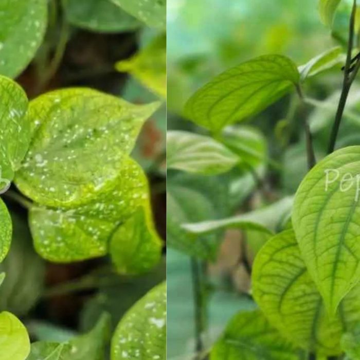 Panniyur 10 + Panniyur 3 Pepper Plants (Pack of 5+5)