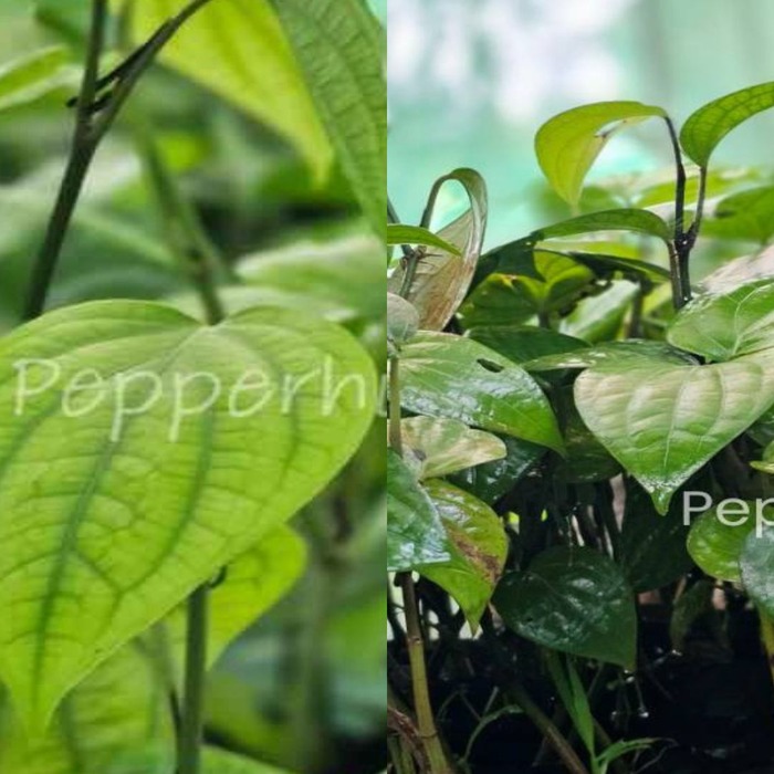 Panniyur 10 + Jeerakamundi Plants (Pack of 5+5)