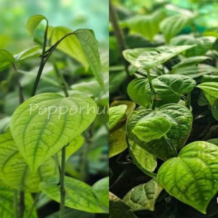 Panniyur 10 + Panniyur 2 Plants (Pack of 5+5)