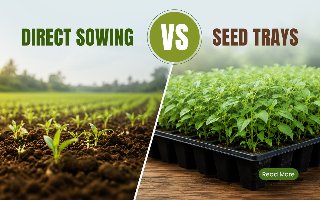 Direct Sowing vs Seed Trays