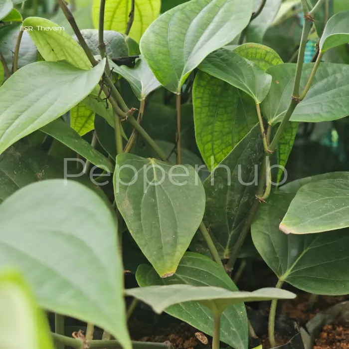 Sigandhini + IISR Thevam Plants (Pack of 5+5) - Image 3