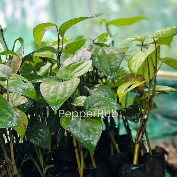 Panniyur 10 + Jeerakamundi Plants (Pack of 5+5) - Image 3