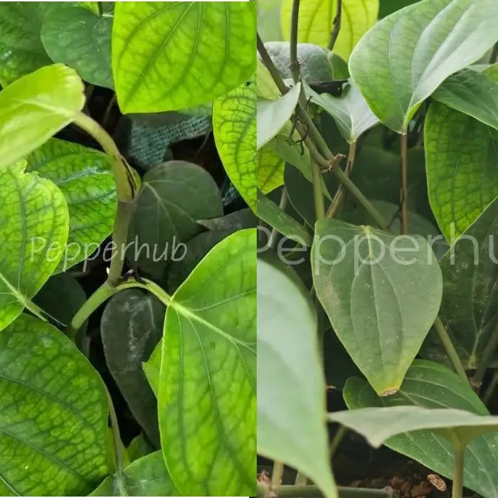 Panniyur 10 + IISR Thevam Plants (Pack of 5+5)