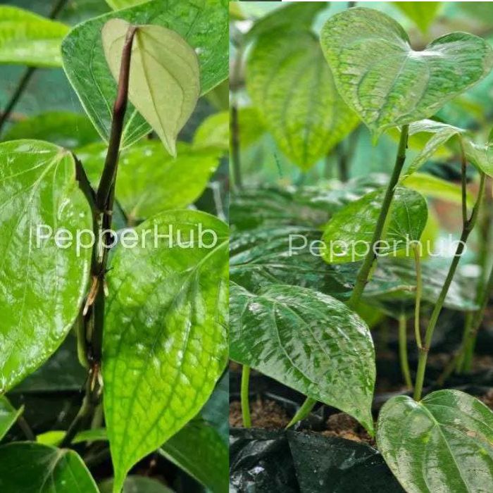 Panniyur 9 + Panniyur 8 Plants (Pack of 5+5)