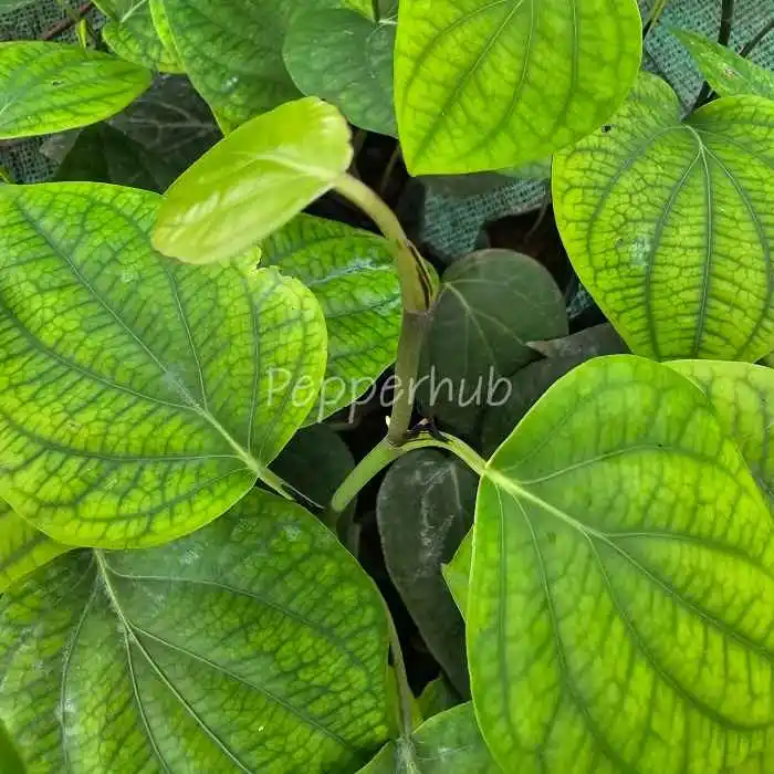 Panniyur 10 + Sigandhini Black Pepper Plants(Pack of 5+5) - Image 3