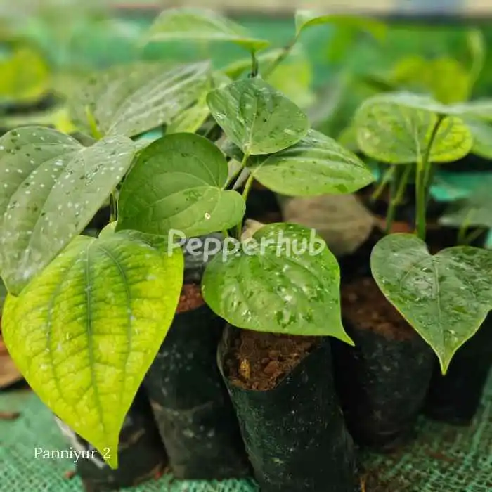 Panniyur 10 + Panniyur 2 Plants (Pack of 5+5) - Image 2