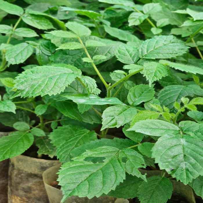 Payyani Plants (Pack of 10)