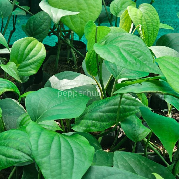 Panniyur 10 + Arakkalam Munda Plants (Pack of 5+5) - Image 3