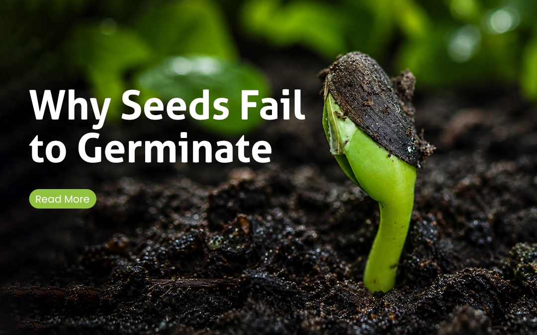 Why Seeds Fail to Germinate: Common Causes and Practical Solutions