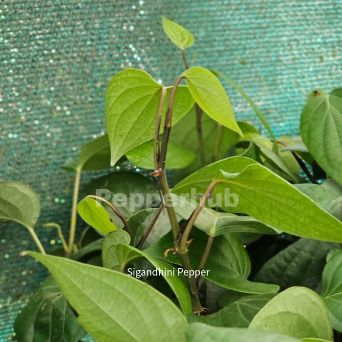 Panniyur 10 + Sigandhini Black Pepper Plants(Pack of 5+5) - Image 2