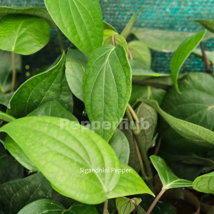 Sigandhini + Panniyur 8 Plants (Pack of 5+5) - Image 3