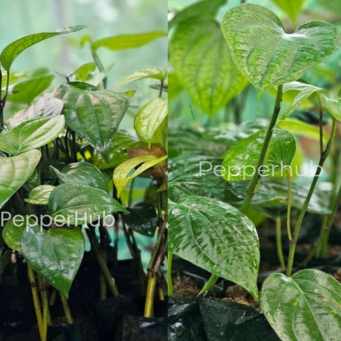 Panniyur 8 + Jeerakamundi Plants (Pack of 5+5)