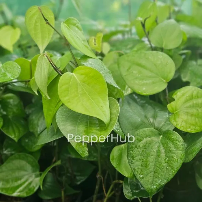Panniyur 9 + Panniyur 4 Pepper Plants (Pack of 5+5) - Image 3