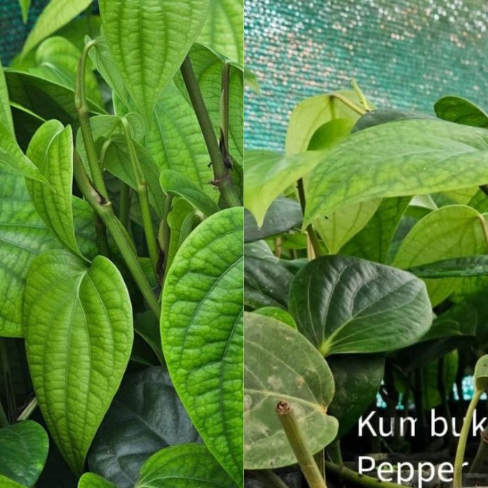 IISR Chandra+ Kumbukkal black Pepper Plants(pack of 5+5)