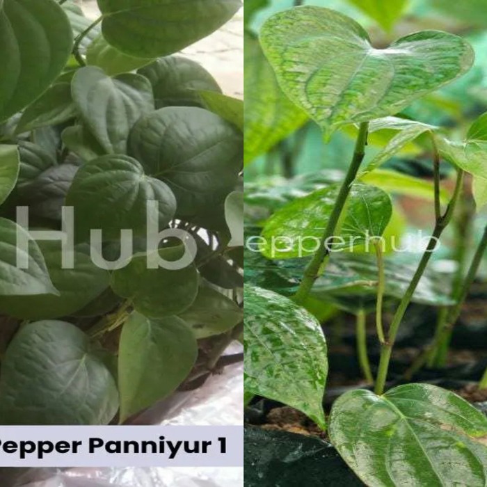 Panniyur 9 + Panniyur 1 Pepper Plants (Pack of 5+5)