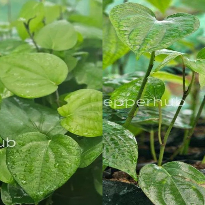 Panniyur 9 + Panniyur 4 Pepper Plants (Pack of 5+5)