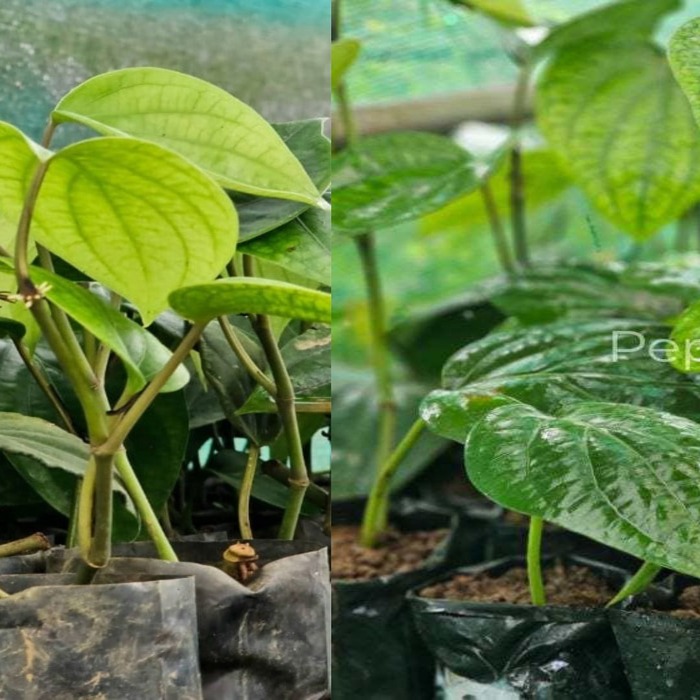 Panniyur 9 + Kumbukkal Pepper Plants (Pack of 5+5)