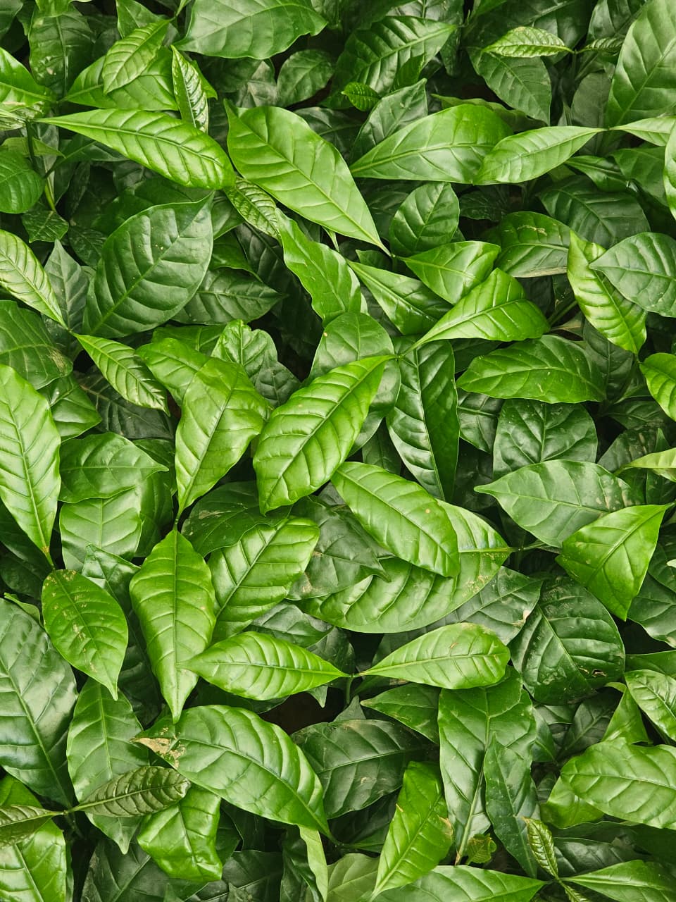 Vietnam TR9 Coffee Plant (Pack of 10) - Image 2
