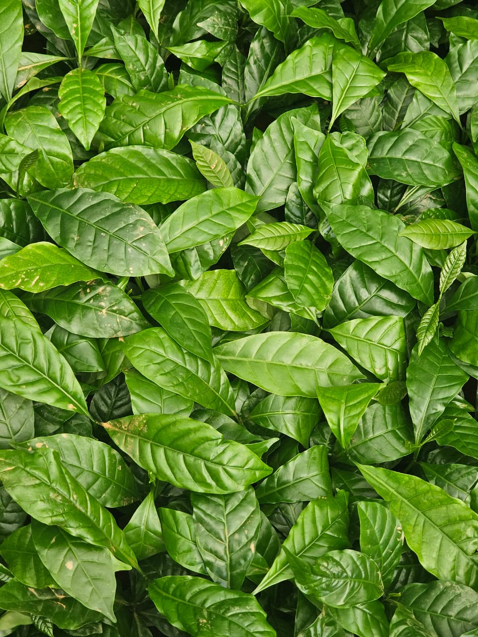 Vietnam TR9 Coffee Plant (Pack of 10) - Image 3