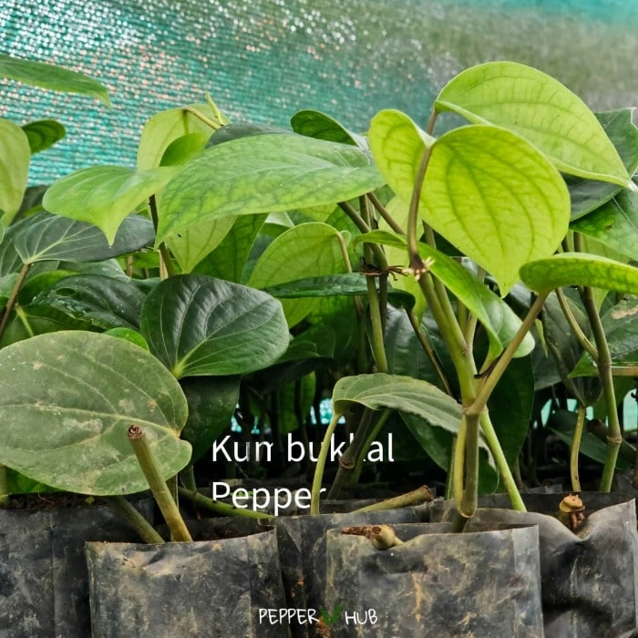 Panniyur 9 + Kumbukkal Pepper Plants (Pack of 5+5) - Image 4