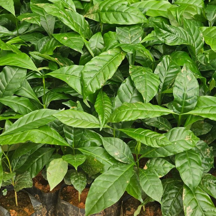 Vietnam TR9 Coffee Plant (Pack of 10)