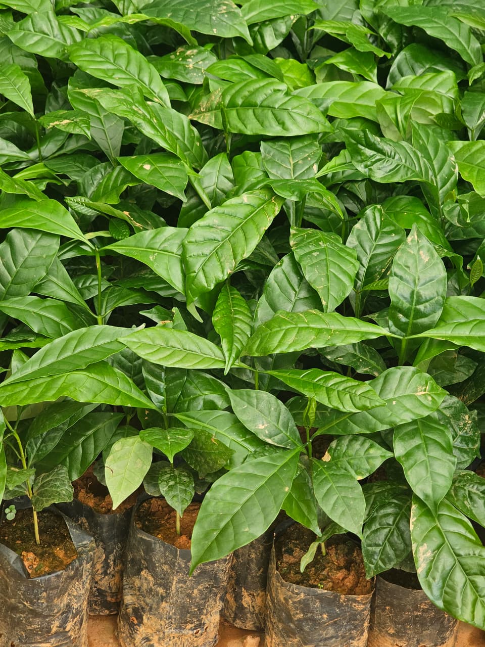 Vietnam TR9 Coffee Plant (Pack of 10)