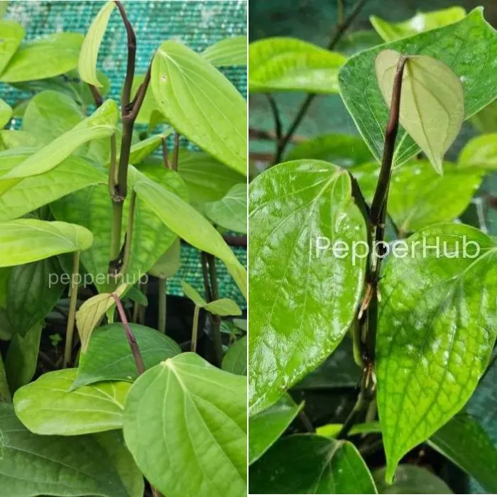 Panniyur 8 + IISR Pournami Black Pepper Plants (Pack of 5+5)