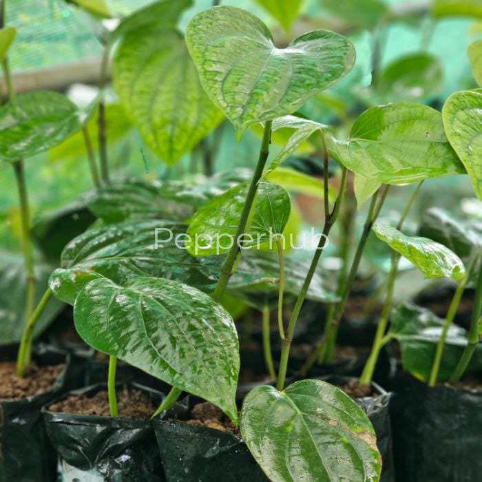 Panniyur 9 + Panniyur 4 Pepper Plants (Pack of 5+5) - Image 2