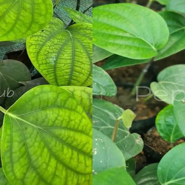 Panniyur 10 + Kumbukkal Pepper Plants(Pack of 5+5)