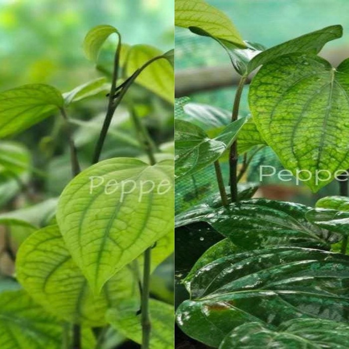 Panniyur 9+ Panniyur 10 Black Pepper Plants(Pack of 5+5)