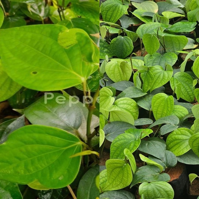 Karimunda + IISR Chandra Black Pepper Plants(Pack of 5+5)