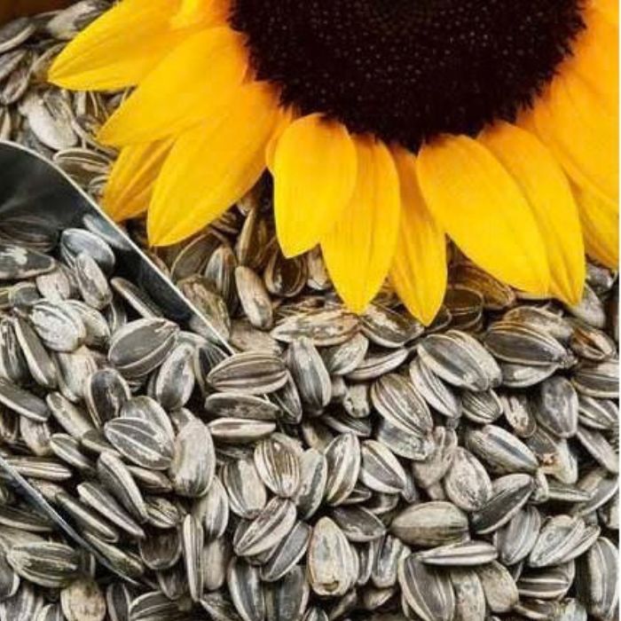 Buy Pure Sunflower Seeds Online 250gm - Image 3