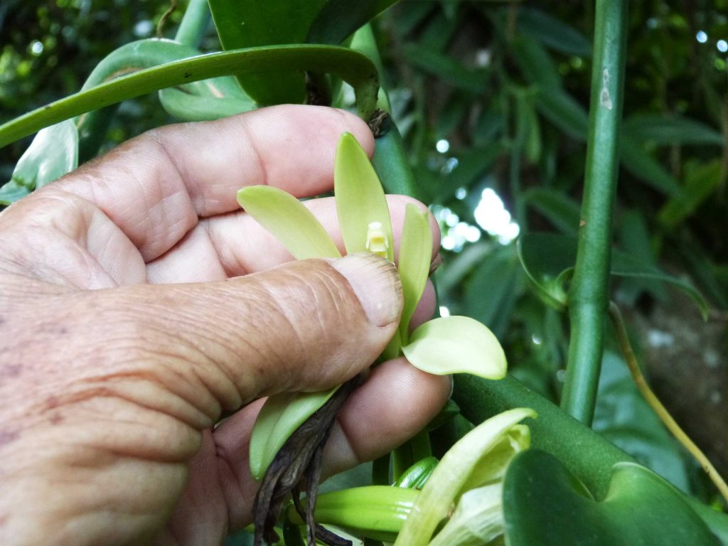hand pollination in vanilla