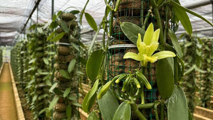 vanilla cultivation